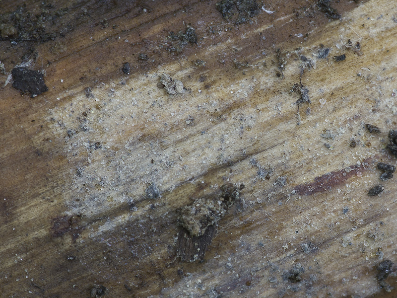 Phlebiella ardosiaca